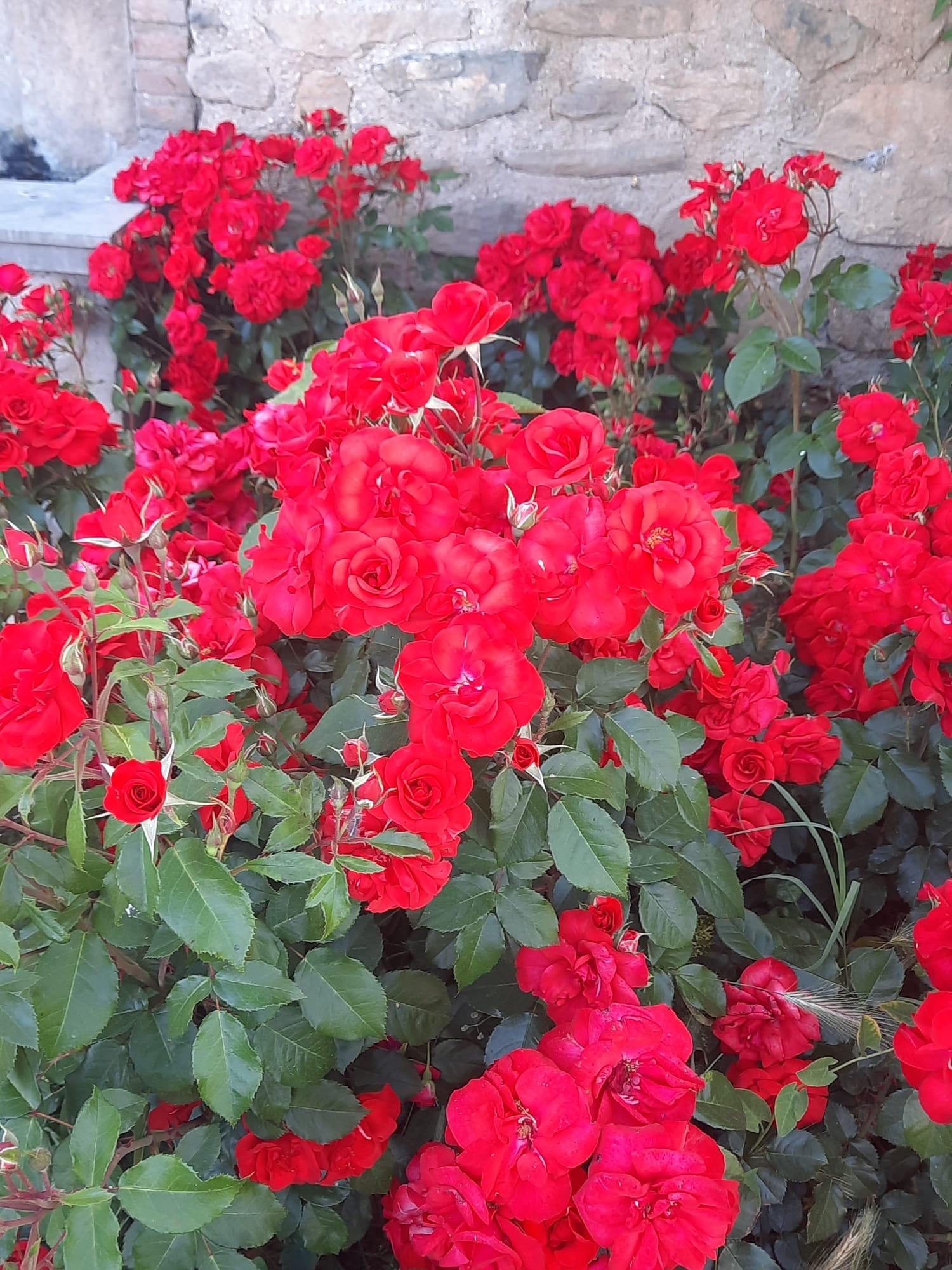 Bush full of red roses